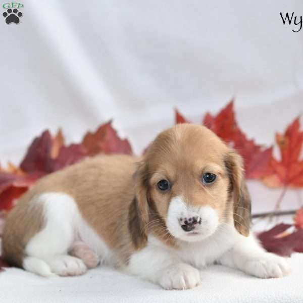 Wynn (mini), Dachshund Puppy