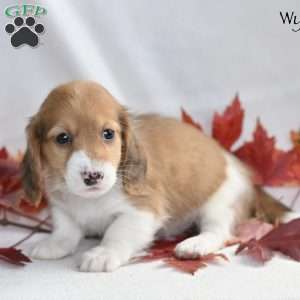 Wynn (mini), Dachshund Puppy