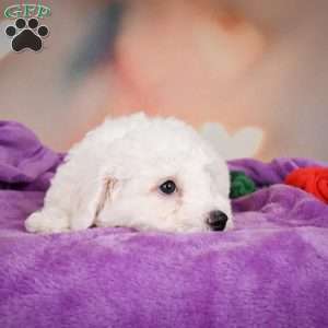 Carl, Bichon Frise Puppy
