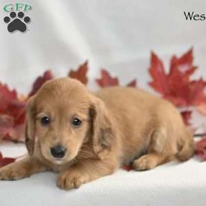 Wesley  (mini), Dachshund Puppy