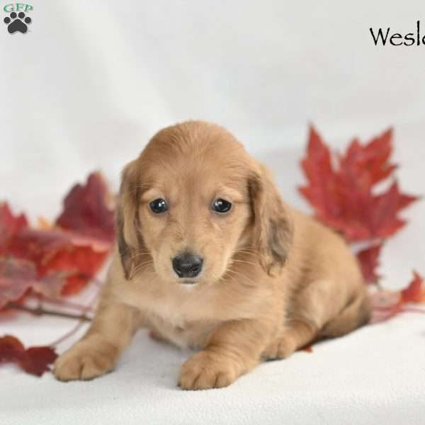 Wesley  (mini), Dachshund Puppy