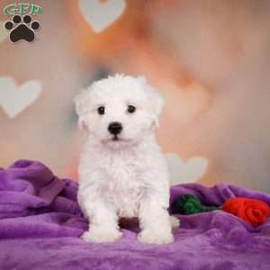 Carl, Bichon Frise Puppy