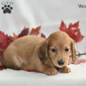 Wesley  (mini), Dachshund Puppy