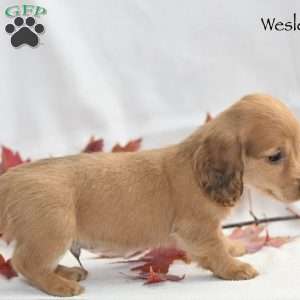 Wesley  (mini), Dachshund Puppy