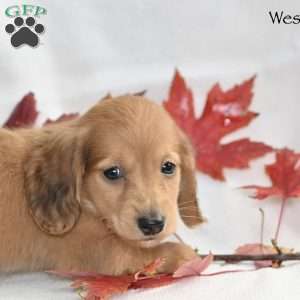 Wesley  (mini), Dachshund Puppy