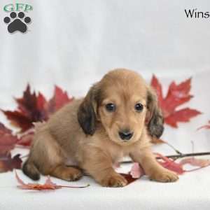 Winston (mini), Dachshund Puppy