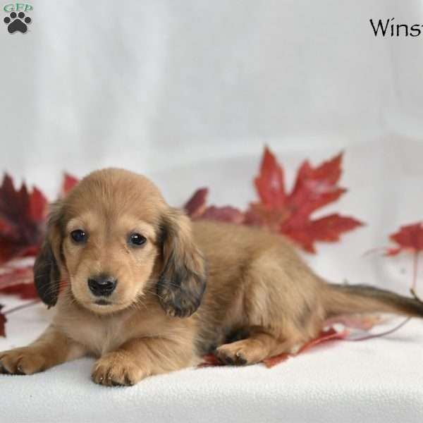 Winston (mini), Dachshund Puppy