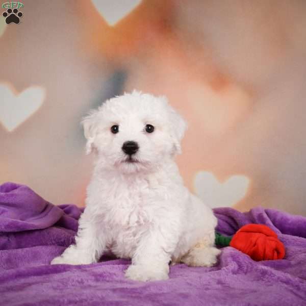 Carl, Bichon Frise Puppy