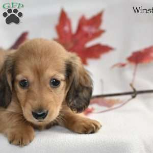 Winston (mini), Dachshund Puppy