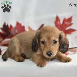 Winston (mini), Dachshund Puppy