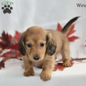Winston (mini), Dachshund Puppy