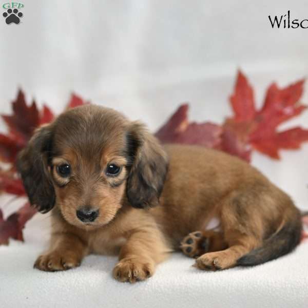 Wilson (mini), Dachshund Puppy