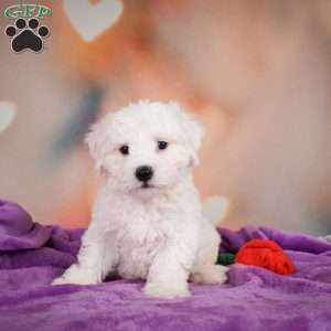 Carl, Bichon Frise Puppy
