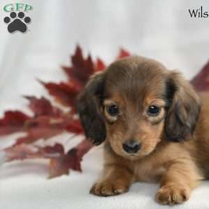 Wilson (mini), Dachshund Puppy