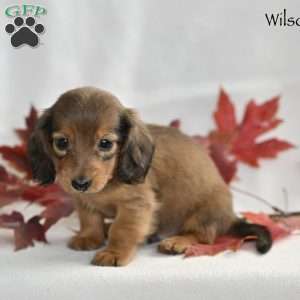 Wilson (mini), Dachshund Puppy