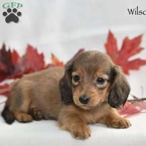Wilson (mini), Dachshund Puppy