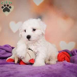 Carl, Bichon Frise Puppy