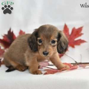 Wilson (mini), Dachshund Puppy