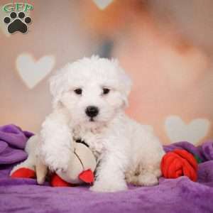 Carl, Bichon Frise Puppy