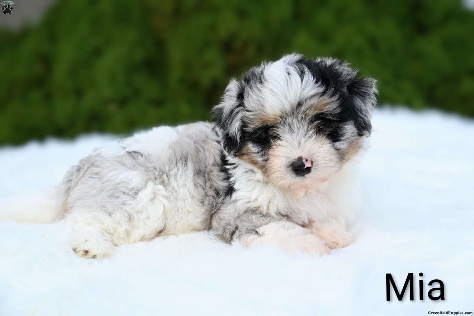 Mia (Mini Aussiedoodle, Female) in Dundee, OH