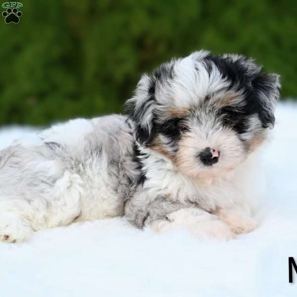 Mia, Mini Aussiedoodle Puppy
