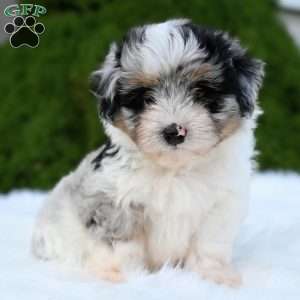 Mia, Mini Aussiedoodle Puppy