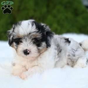 Mia, Mini Aussiedoodle Puppy