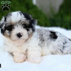 Mia, Mini Aussiedoodle Puppy