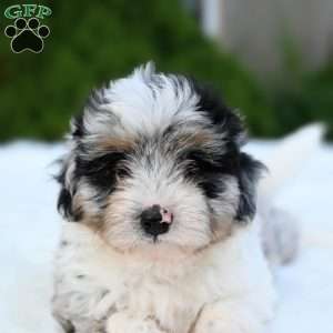 Mia, Mini Aussiedoodle Puppy