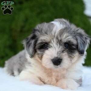 Willow, Mini Aussiedoodle Puppy