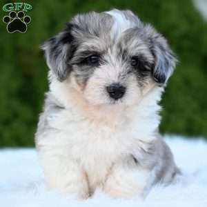 Willow, Mini Aussiedoodle Puppy