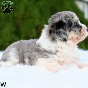 Willow, Mini Aussiedoodle Puppy
