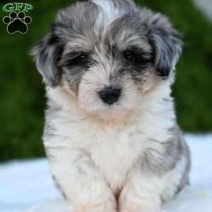 Willow, Mini Aussiedoodle Puppy