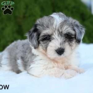 Willow, Mini Aussiedoodle Puppy