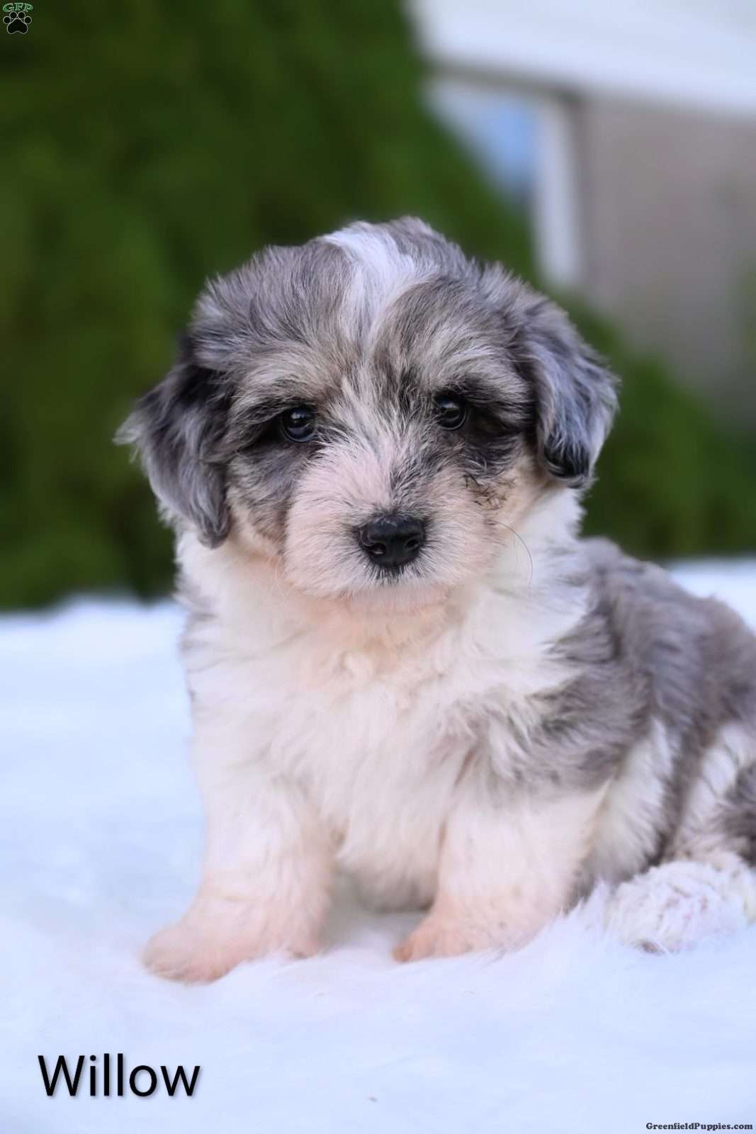 Willow (Mini Aussiedoodle, Female) in Dundee, OH