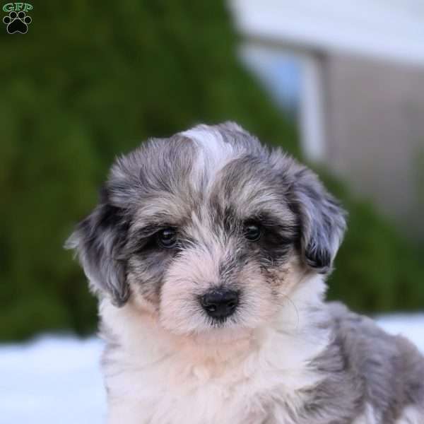 Willow, Mini Aussiedoodle Puppy