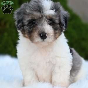 Daisy, Mini Aussiedoodle Puppy