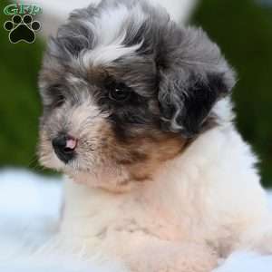 Daisy, Mini Aussiedoodle Puppy
