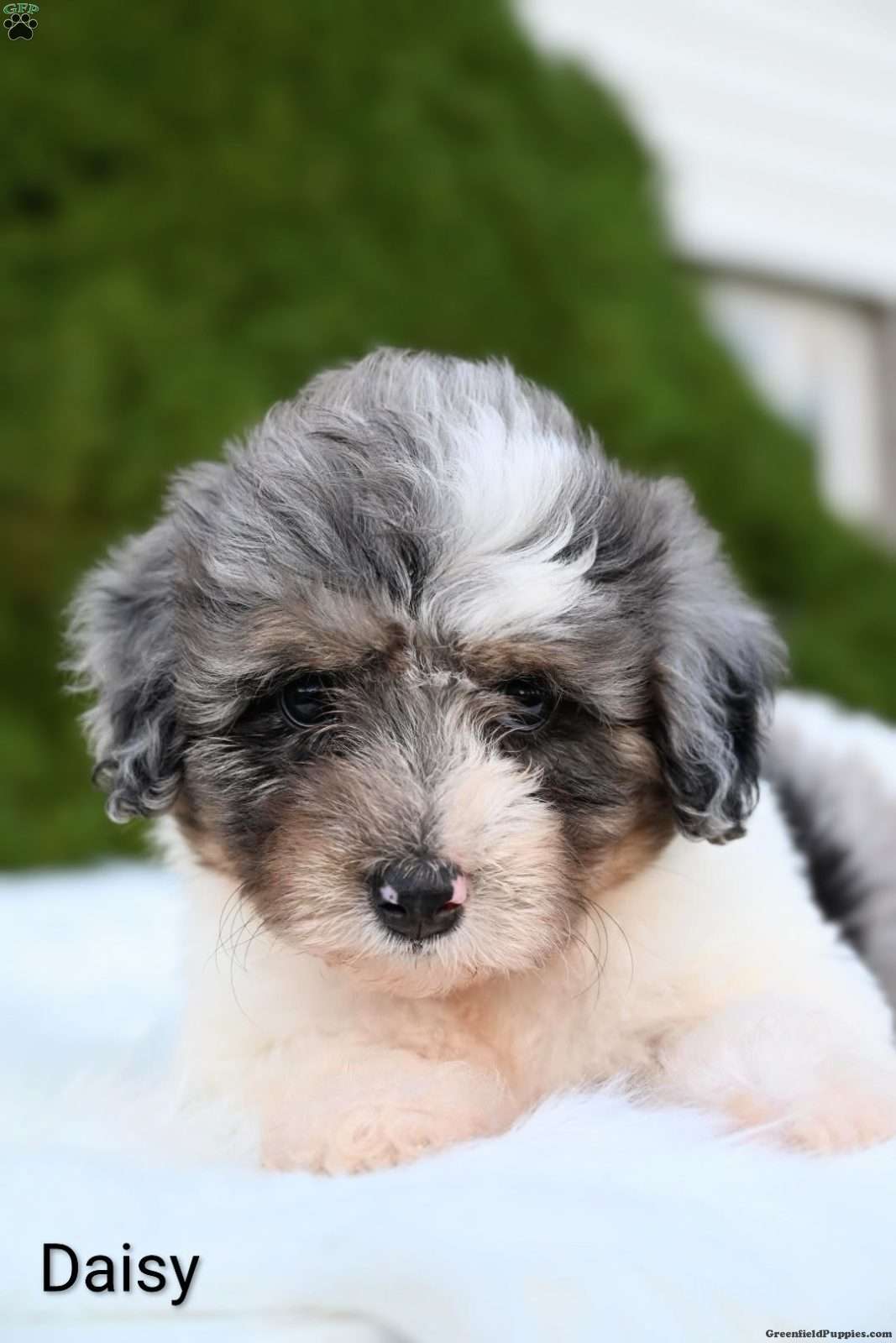 Daisy (Mini Aussiedoodle, Female) in Dundee, OH