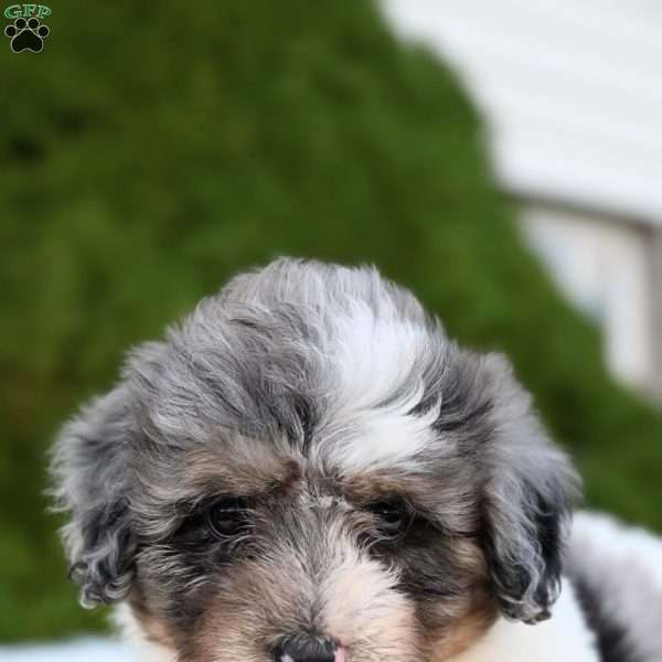 Daisy, Mini Aussiedoodle Puppy