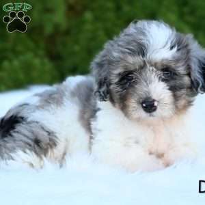 Daisy, Mini Aussiedoodle Puppy