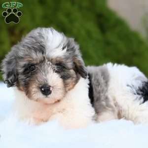 Daisy, Mini Aussiedoodle Puppy
