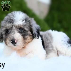 Daisy, Mini Aussiedoodle Puppy