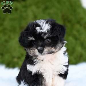 Ziggy, Mini Aussiedoodle Puppy