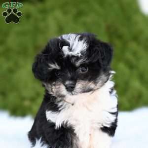 Ziggy, Mini Aussiedoodle Puppy