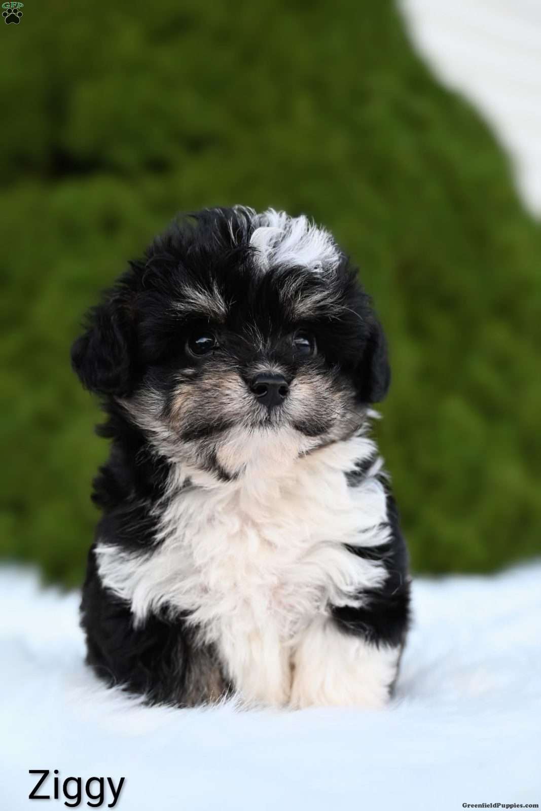 Ziggy (Mini Aussiedoodle, Female) in Dundee, OH