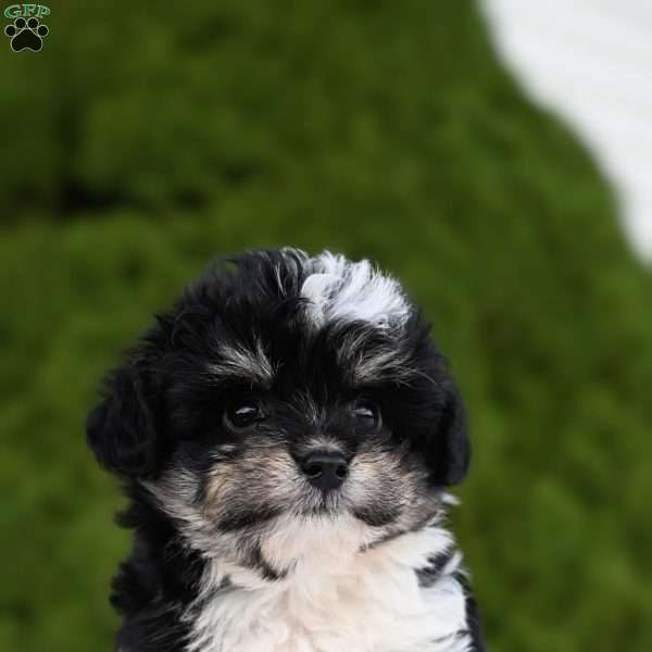 Ziggy, Mini Aussiedoodle Puppy