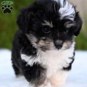 Ziggy, Mini Aussiedoodle Puppy