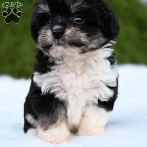 Ziggy, Mini Aussiedoodle Puppy