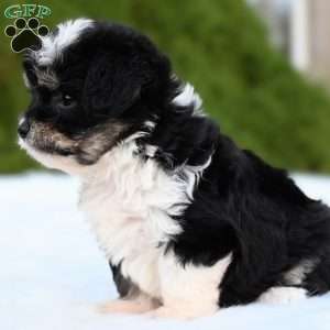 Ziggy, Mini Aussiedoodle Puppy